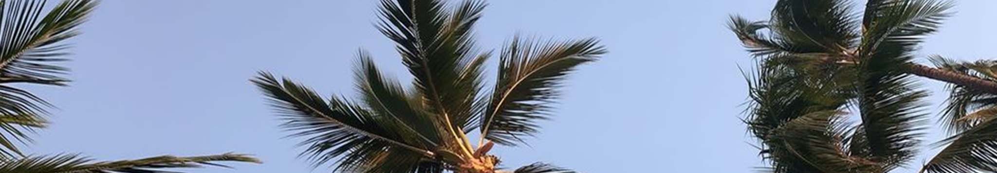 Palm palmeras
